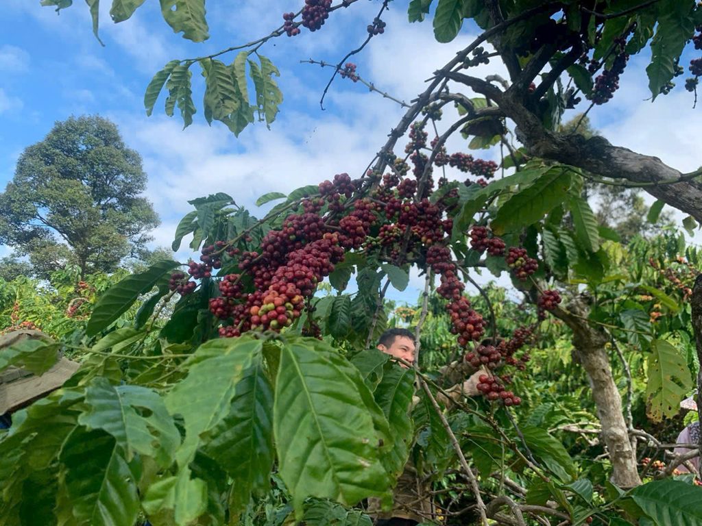Giá cà phê tại Buôn Ma Thuột và Buôn Hồ
