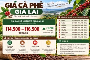 Giá cà phê Gia Lai: cập nhật, đọc biến động và kiểm tra nguồn