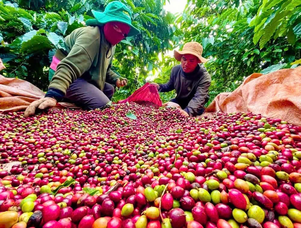 Giá cà phê Gia Lai hiện nay được hình thành từ đâu?