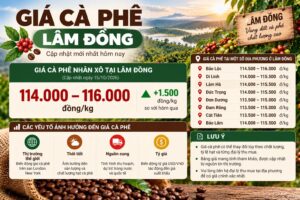 Giá cà phê Lâm Đồng: Phân biệt giá Robusta và Arabica