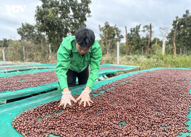 Những yếu tố ảnh hưởng đến giá cà phê nhân Đắk Lắk
